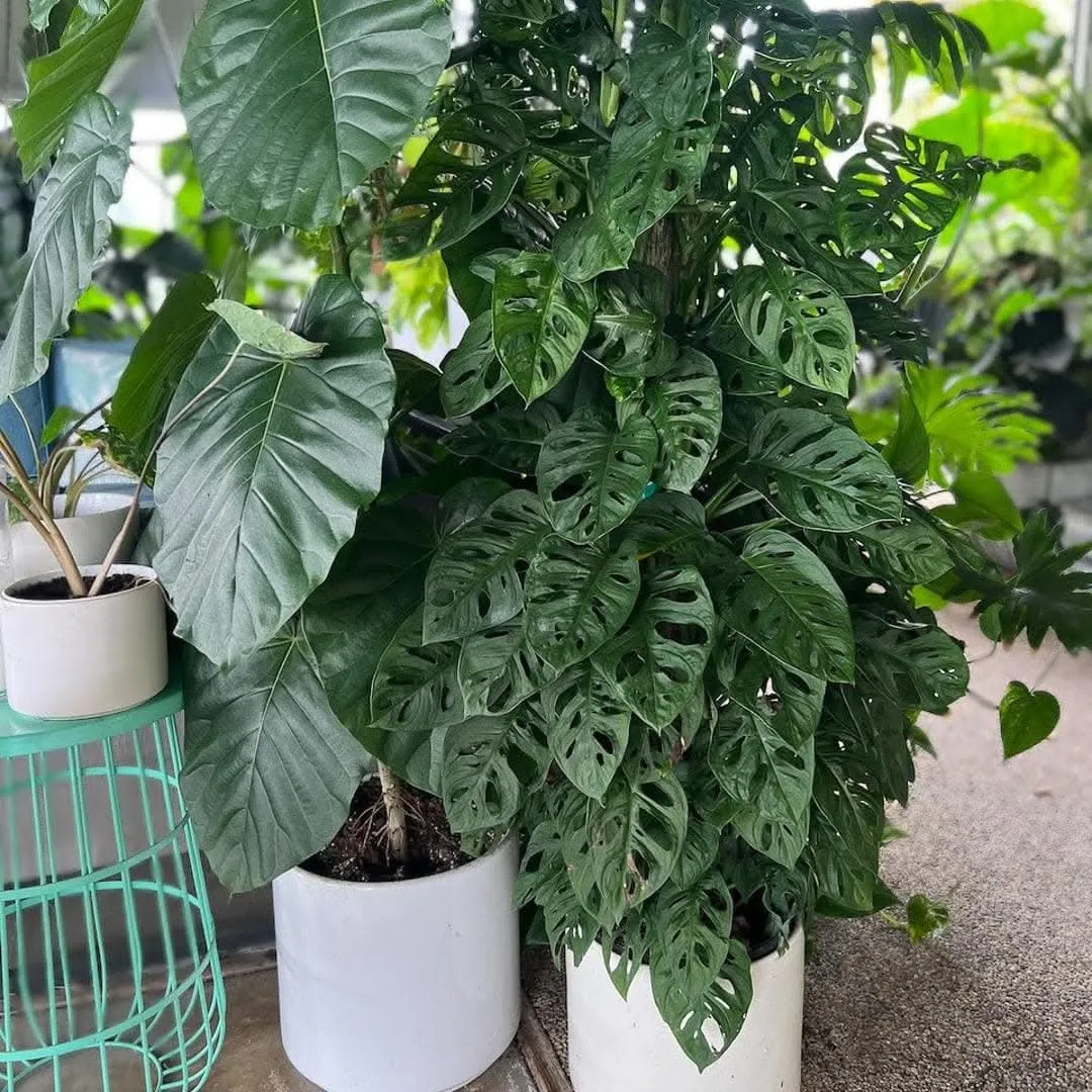 Swiss Cheese Monstera
